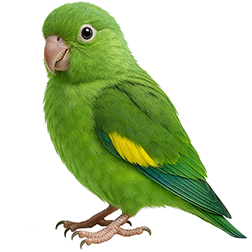 一 Other / Rare Parrotlets